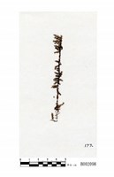 藏品(毛枝苔)的圖片